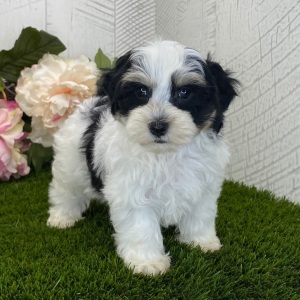 Havapoo Puppy Axle
