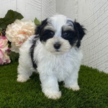 Havapoo Puppy Axle