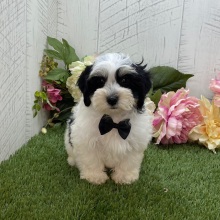 Havapoo Puppy Axle