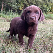 Labrador Retriever Puppy Starla