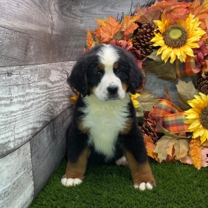 Bernese Mountain Dog Puppy Betty