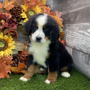 Bernese Mountain Dog Puppy Betty