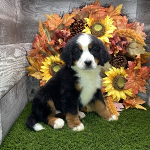 Bernese Mountain Dog Puppy Betty