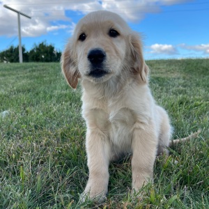 Golden Retriever Puppy Amy