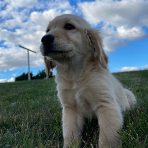 Golden Retriever Puppy Amy