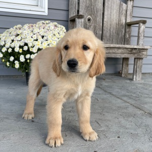 Golden Retriever Puppy Amy