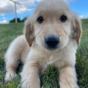 Golden Retriever Puppy Amy
