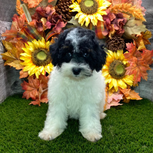 Poodle Puppy Sarah