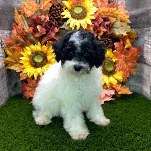Poodle Puppy Sarah