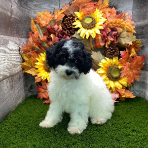 Poodle Puppy Sarah