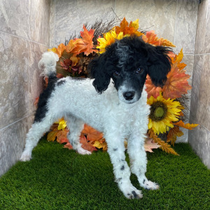 Poodle Puppy Sarah