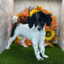 Poodle Puppy Sarah