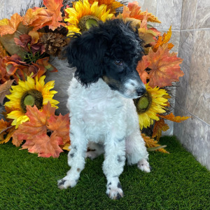 Poodle Puppy Sarah