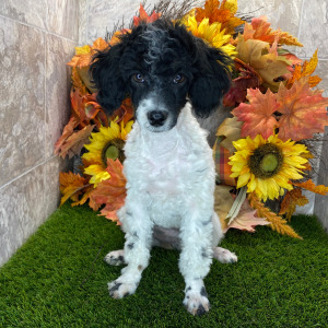 Poodle Puppy Sarah