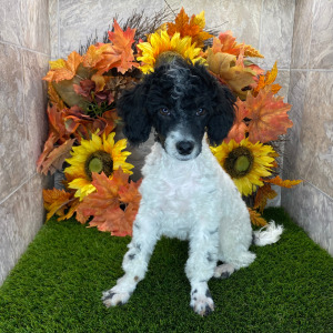 Poodle Puppy Sarah