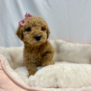Labradoodle Puppy Emilia