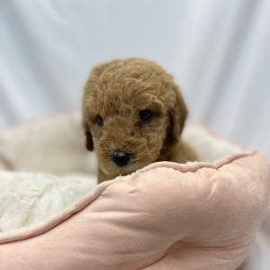 Labradoodle Puppy Emilia