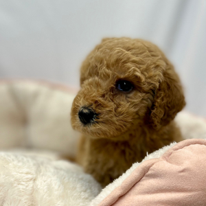 Labradoodle Puppy Emilia