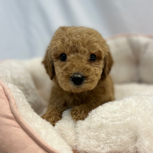 Labradoodle Puppy Emilia