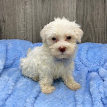 Havanese Puppy Jack