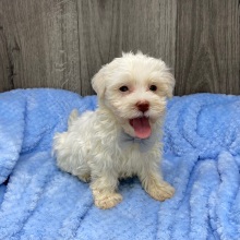 Havanese Puppy Jack