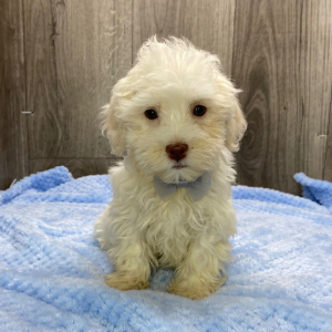Havanese Puppy Jack