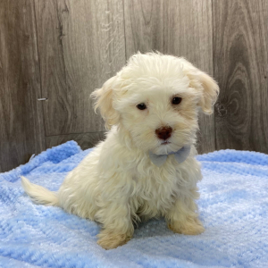 Havanese Puppy Jack