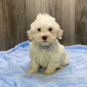 Havanese Puppy Jack