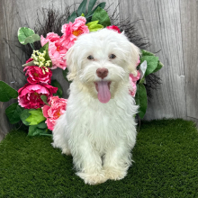 Havanese Puppy Jack