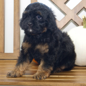 Cavapoo Puppy Aldo