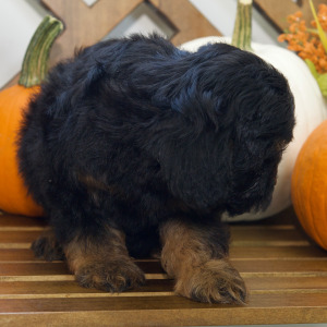 Cavapoo Puppy Aldo