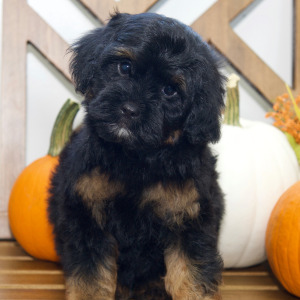 Cavapoo Puppy Aldo