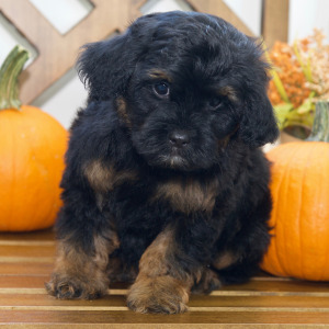 Cavapoo Puppy Aldo