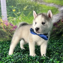 Siberian Husky Puppy Alvin