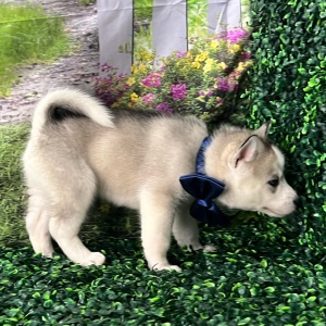 Siberian Husky Puppy Alvin