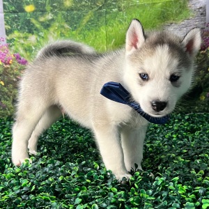 Siberian Husky Puppy Alvin