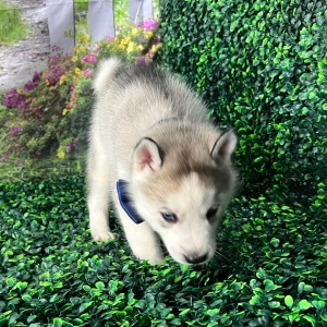 Siberian Husky Puppy Alvin