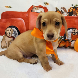 Dachshund Puppy Pumpkin