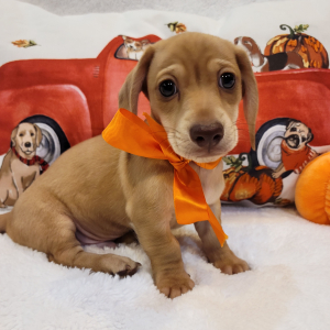 Dachshund Puppy Pumpkin