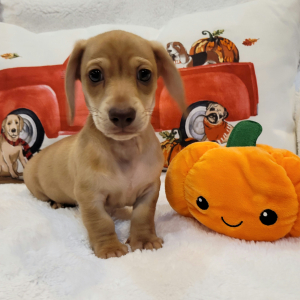 Dachshund Puppy Pumpkin