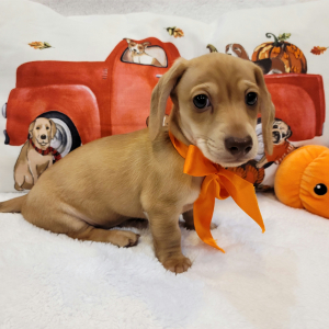 Dachshund Puppy Pumpkin
