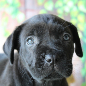 Cane Corso Puppy Trinity