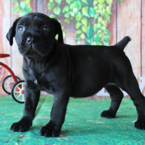 Cane Corso Puppy Trinity