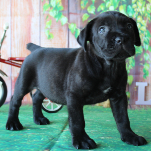 Cane Corso Puppy Trinity