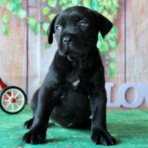 Cane Corso Puppy Trinity