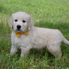 Golden Retriever Puppy Hugo