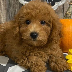 Cavapoo Puppy Dan