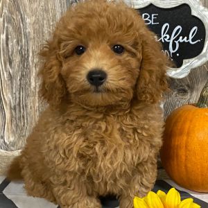 Cavapoo Puppy Dan