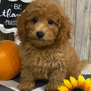 Cavapoo Puppy Dan
