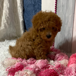 Maltipoo Puppy Whitney